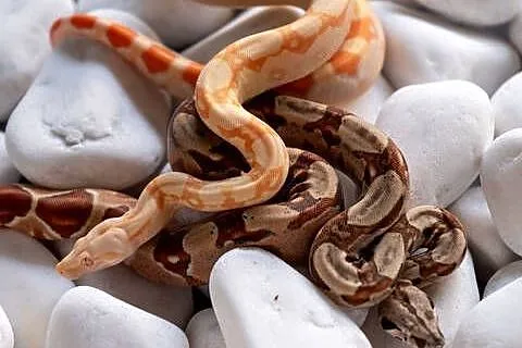 Boa Albino kahl het anery t1 poss. het blood, Wielkopolskie, Poznań