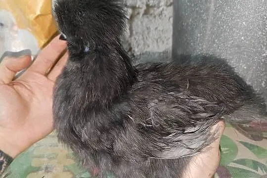 silka jedwabista młody kogut barwa niebieska, Podkarpackie, Iskrzynia