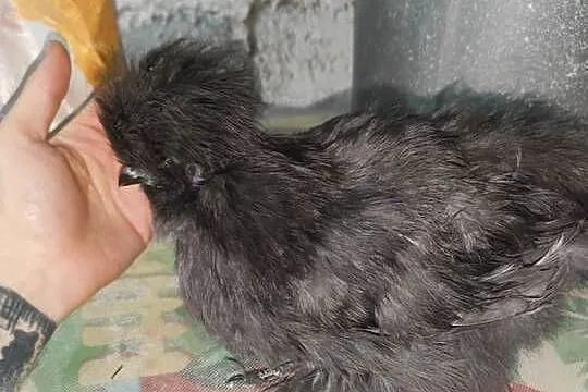 silka jedwabista młody kogut barwa niebieska, Podkarpackie, Iskrzynia