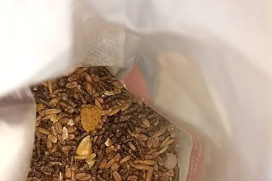 Chomik syryjski czarno biały+klatka+pokarm, Śląskie, Jaworzno