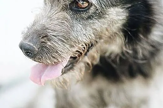 FALKO traci nadzieje na dom- POMÓŻ!,  śląskie Kato