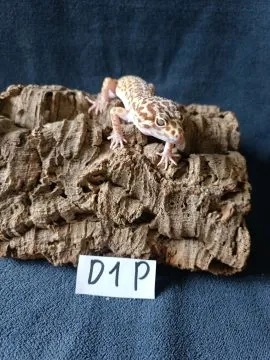 Gekon lamparci Id : [D1P] Więcej informacji w opisie, , Mława