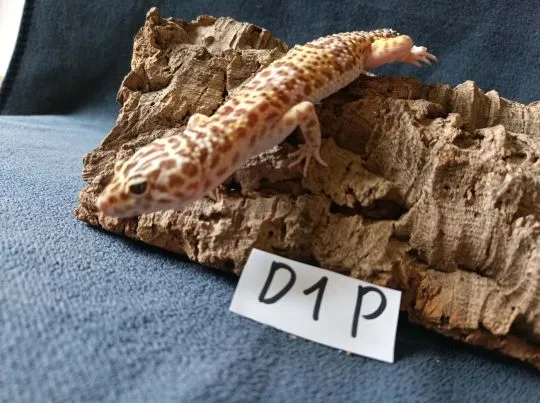 Gekon lamparci Id : [D1P] Więcej informacji w opisie