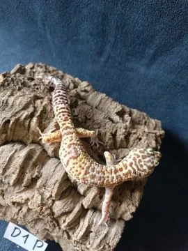 Gekon lamparci Id : [D1P] Więcej informacji w opisie, , Mława