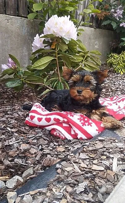 Yorkshire Terrier - sunia, Lubelskie, Lublin