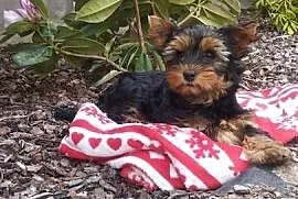 Yorkshire Terrier - sunia
