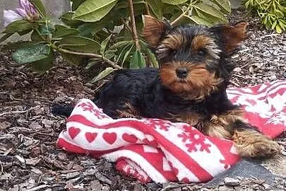 Yorkshire Terrier - sunia, Lubelskie, Lublin