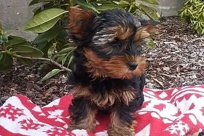 Yorkshire Terrier - sunia, Lubelskie, Lublin