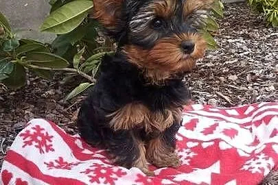 Yorkshire Terrier - sunia, Lubelskie, Lublin