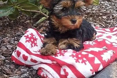 Yorkshire Terrier - sunia, Lubelskie, Lublin