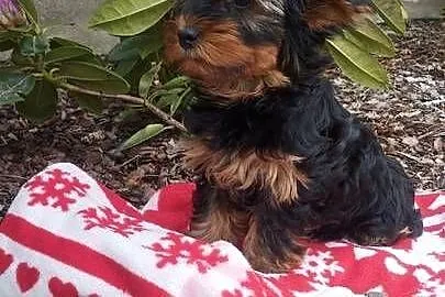 Yorkshire Terrier - sunia, Lubelskie, Lublin