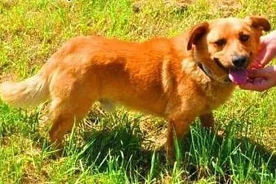 RUDEK - cudowny, mały 8 kg psiak do adopcji,  mazo