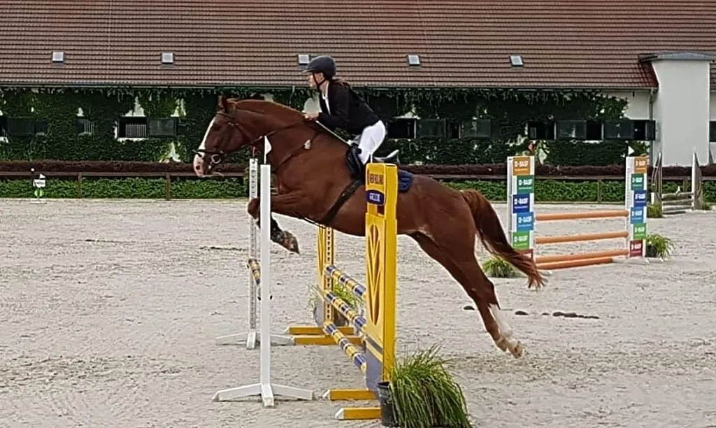 Wałach do sportu i dla dzieci, , Oława