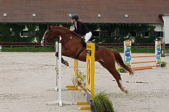 Wałach do sportu i dla dzieci, , Oława