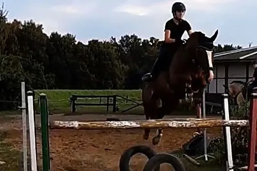 Wałach do sportu i dla dzieci, , Oława