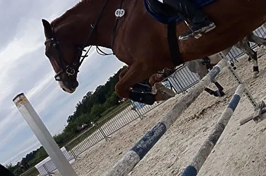 Wałach do sportu i dla dzieci, , Oława
