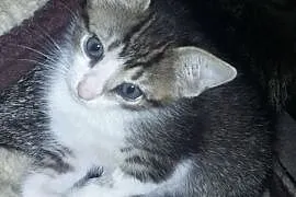 Mała kotka szuka domu,  małopolskie Niepołomice, Niepołomice