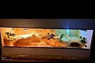 Okazja terrarium dla agamy gekona żółwia węża kameleona legwana boa pająka