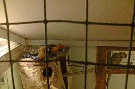 Rozella królewska orange