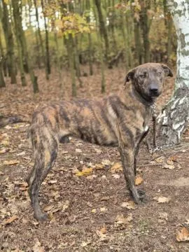 Blum - młody, wychowany z dziećmi, aktywny pręgus!  Blum to młodziutki psiak, piękny, pręgowany, pra, , Wrocław