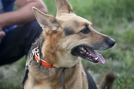 Sara i Azorek boska para do pokochania.,  kujawsko