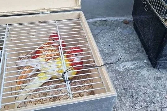 Sprzedam rozele białolice