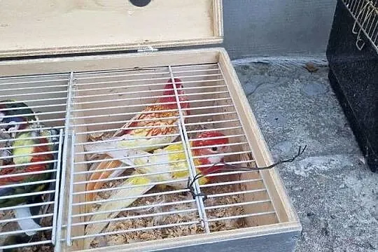 Sprzedam rozele białolice, Mazowieckie, Chlebnia
