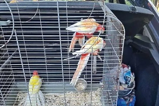 Sprzedam rozele białolice, Mazowieckie, Chlebnia