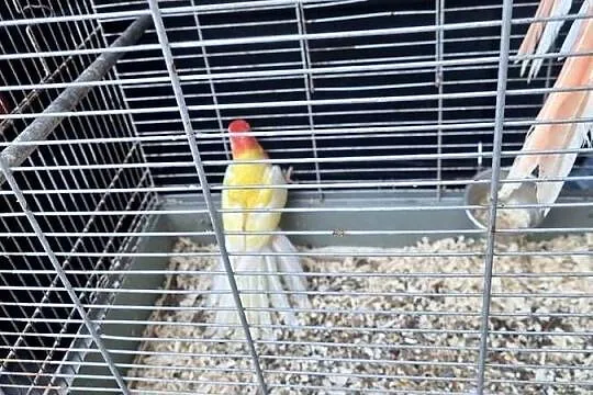 Sprzedam rozele białolice, Mazowieckie, Chlebnia