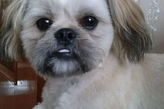 Reproduktor thih tzu