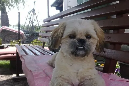 Reproduktor thih tzu