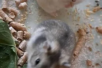 Chomiki dżungarski, Lubelskie, Hrubieszów