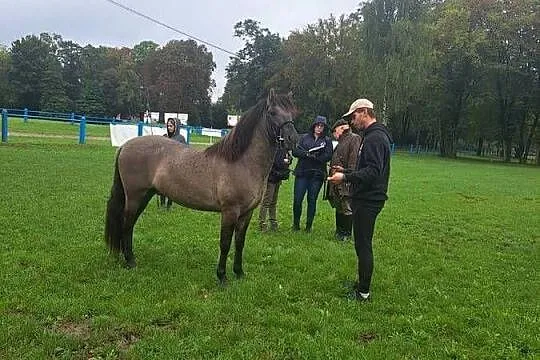Konik polski klacz programowa źrebna, Małopolskie, Tłuczań