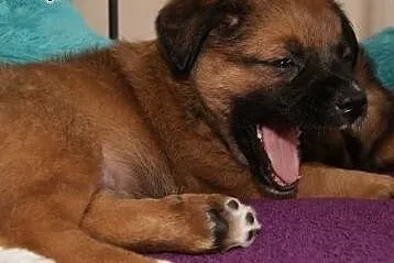 Bajka-mały, szłodki szczeniak - do adopcji ,  mazowieckie Warszawa