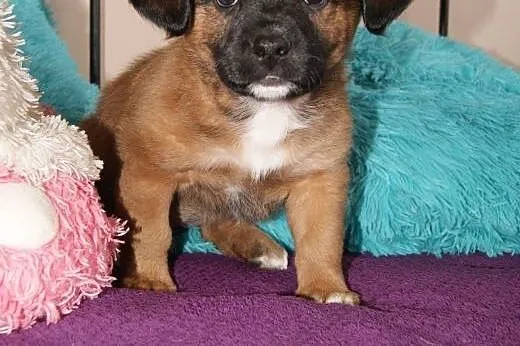 Bajka-mały, szłodki szczeniak - do adopcji ,  mazo