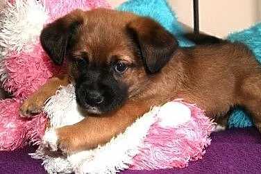 Bajka-mały, szłodki szczeniak - do adopcji ,  mazo