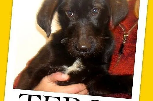 7 mies. średni,przyjazny,wesoły,energiczny pies TERO,terier mix.ADOPCJA,  małopolskie Kraków