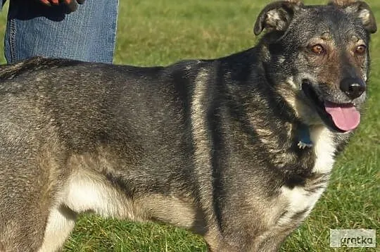 Zbyt długo Tobiasz czeka na na nowy dom adoptuj go, Małopolskie, Kraków