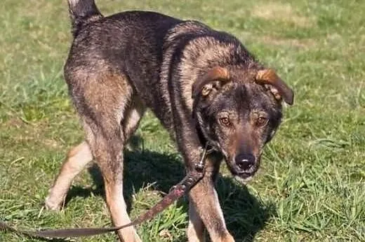 Zbyt długo Tobiasz czeka na na nowy dom adoptuj go, Małopolskie, Kraków