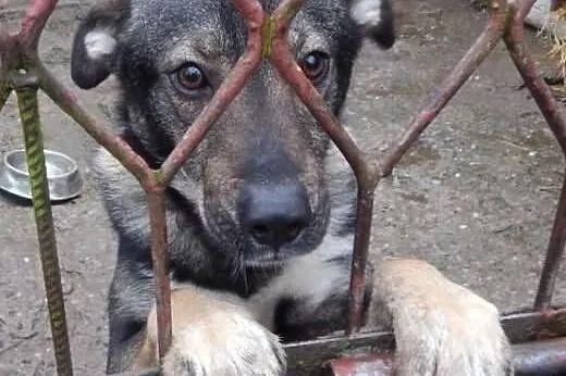 Zbyt długo Tobiasz czeka na na nowy dom adoptuj go, Małopolskie, Kraków