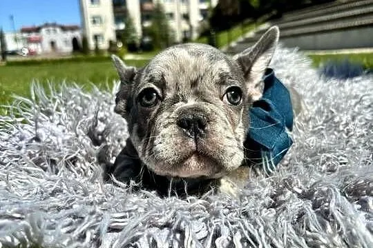 Buldog francuski blue merle, Warmińsko-mazurskie, Nowe Miasto Lubawskie