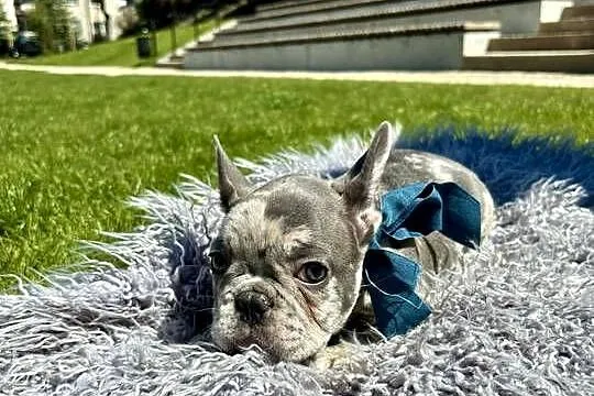 Buldog francuski blue merle, Warmińsko-mazurskie, Nowe Miasto Lubawskie