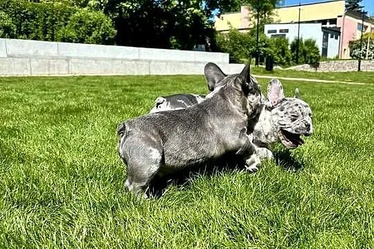 Buldog francuski blue merle, Warmińsko-mazurskie, Nowe Miasto Lubawskie