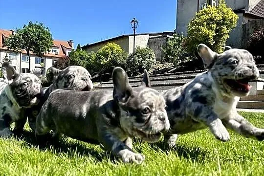Buldog francuski blue merle, Warmińsko-mazurskie, Nowe Miasto Lubawskie