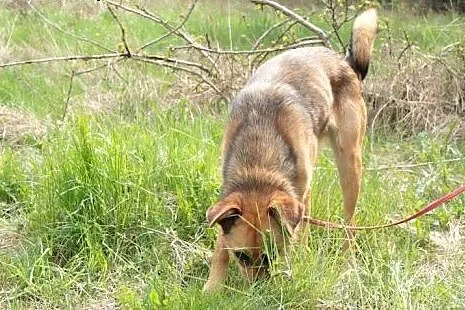 Radosna przylepka Balbina - Pokochaj, adoptuj!,  ś