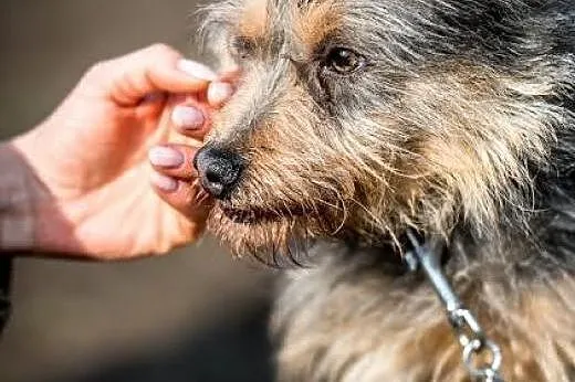 SCOOBY - potargany nieokiełznany wytwórca pięknych