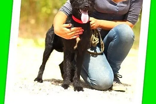 8mies.średnia,łagodna,delikatna suczka SZARLOTTA.Adopcja,  małopolskie Kraków