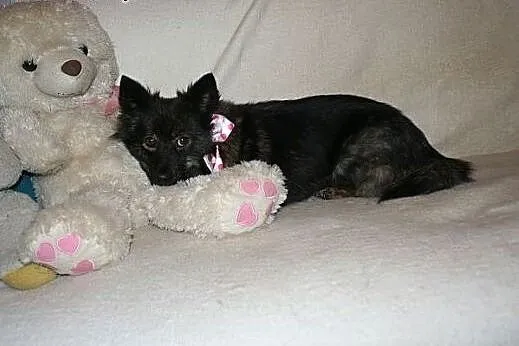 Lika- ok 2. letnia,mała psia królewna w typie szpi