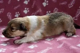 Piesek Owczarek szkocki długowłosy collie (ZKwP/FCI)