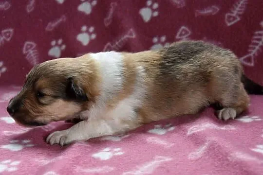 Piesek Owczarek szkocki długowłosy collie (ZKwP/FCI)